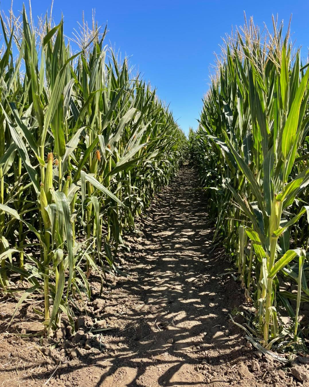 Bobby Dazzler's Pumpkin Patch