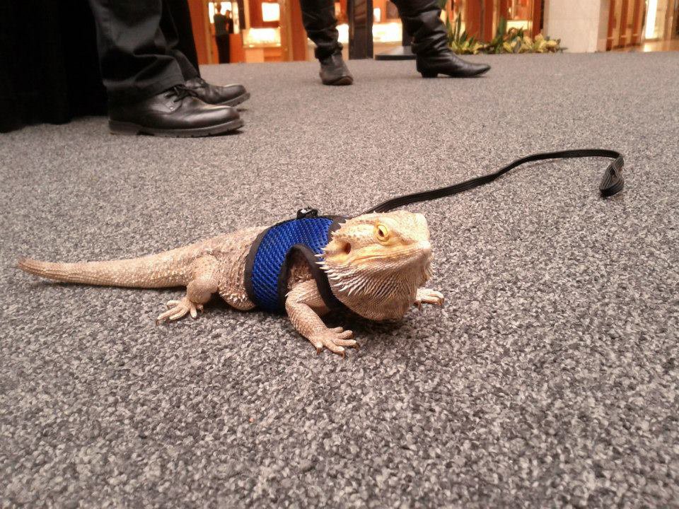 Edmonton Reptile Parties