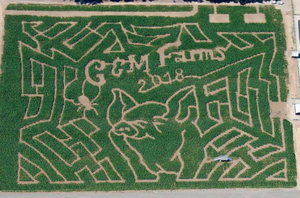 G&M Farms Cornfield Maze & Pumpkin Patch Livermore