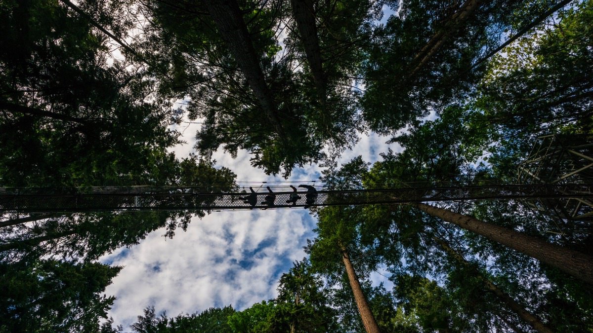Greenheart Canopy Walkway Company