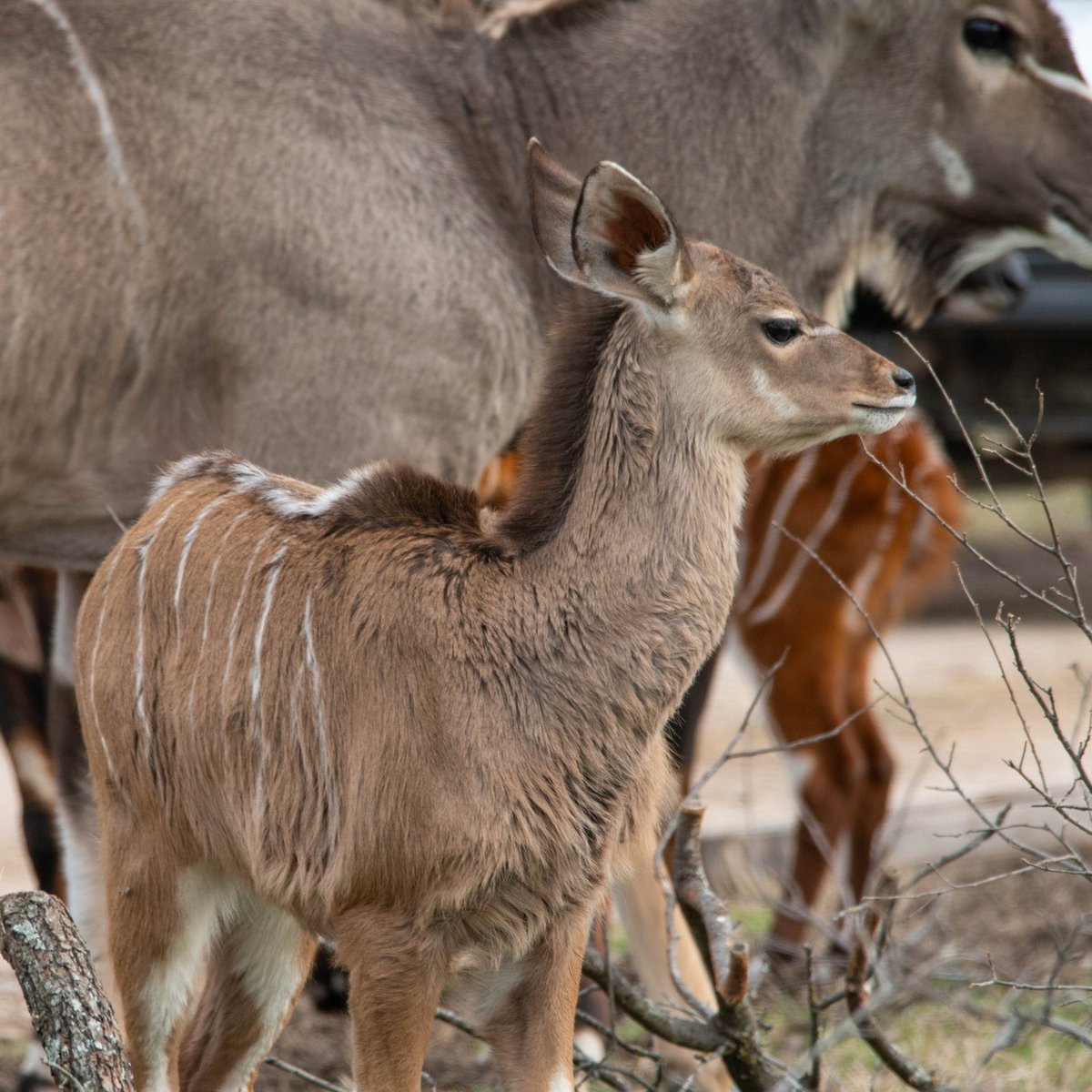 Fossil Rim Wildlife Center
