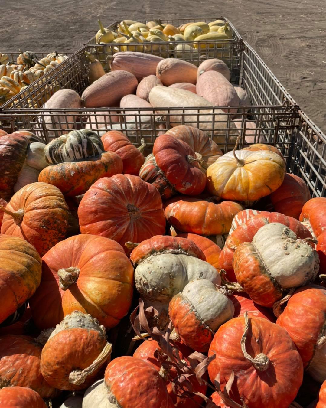 Bobby Dazzler's Pumpkin Patch