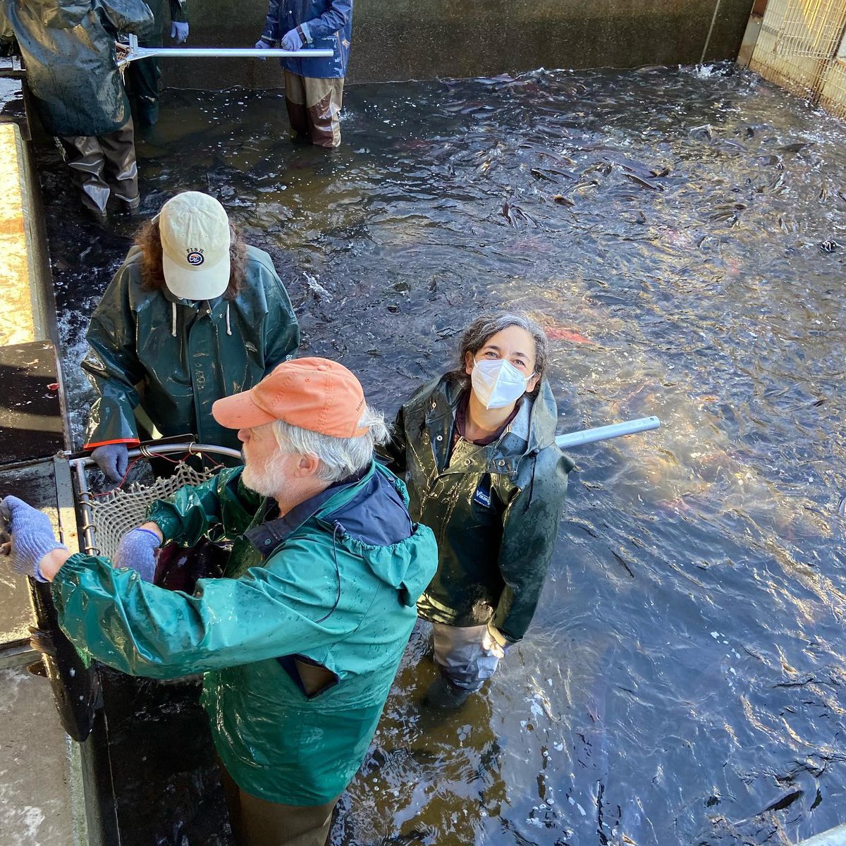 Friends of the Issaquah Salmon Hatchery