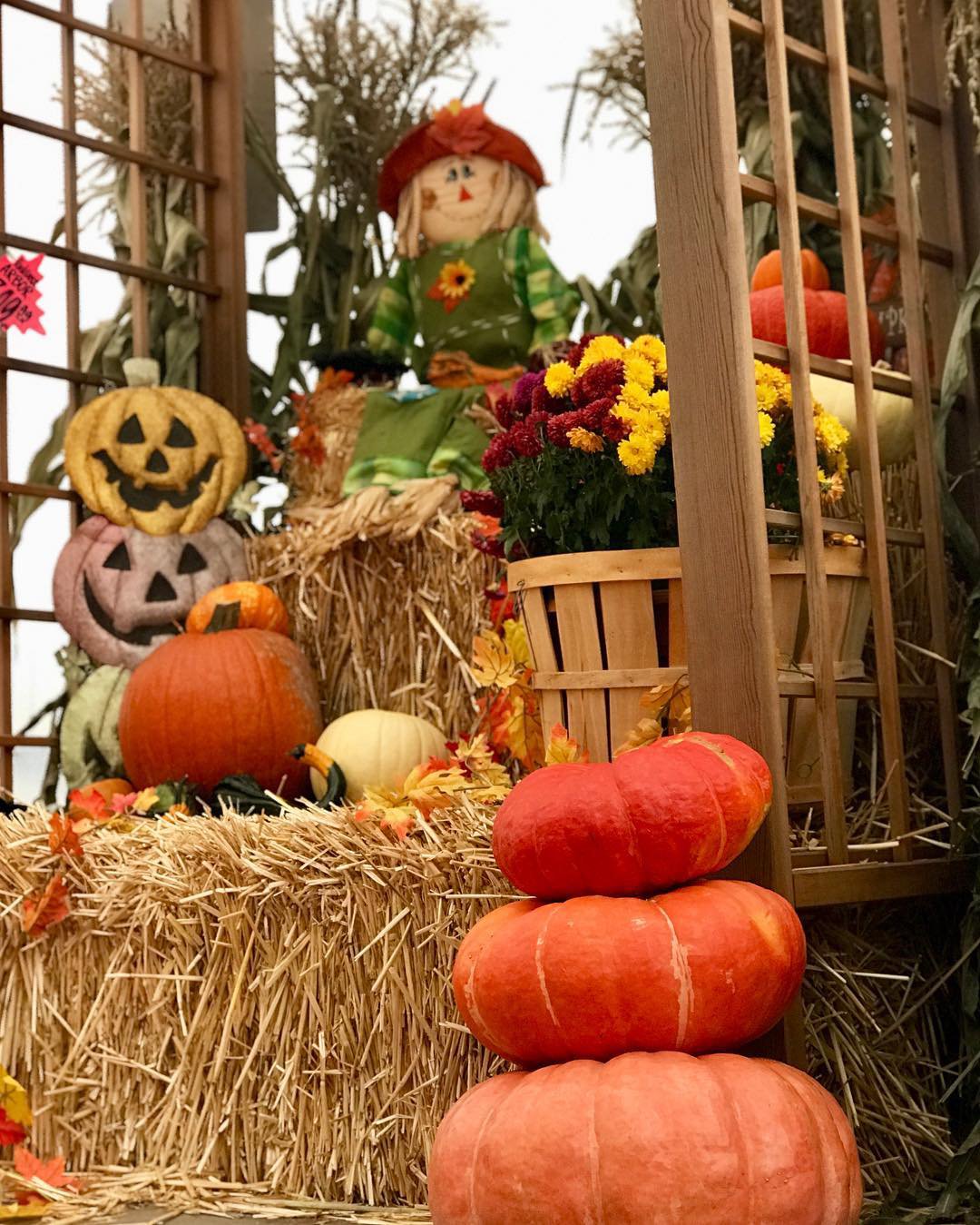 Carpinito Brothers Pumpkin Patch