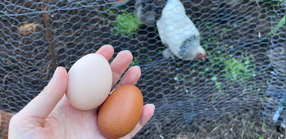 Urban Chicken Farm & Garden Tour