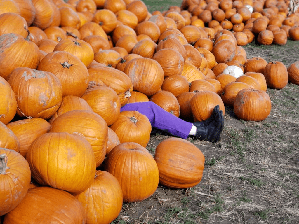 The 5 Best Pumpkin Patches & Corn Mazes Around Ottawa