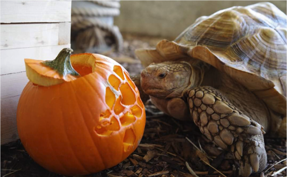 Trick or Treating in Edmonton A Guide for Families in 2023